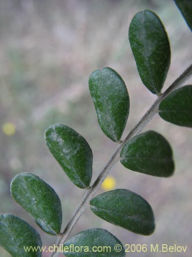Image of Sophora cassioides (PelÃº / Mayu-monte / Pilo). Click to enlarge parts of image.